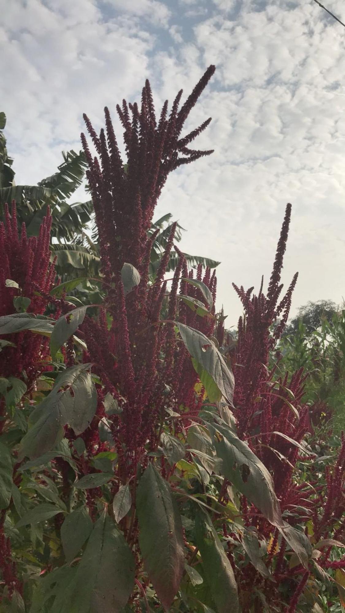 Tekri Farms And Retreat Hotel Ujjain Exterior photo